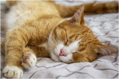 Si querés convertirte en la persona favorita de tu gato, es importante que lo alimentes y cuides