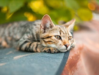 Si quieres ofrecerle lo mejor a tu compañero felino, estos son los aspectos que debes considerar antes de llenar su plato