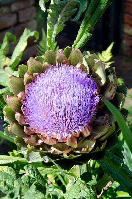 Si se deja desarrollar el alcaucil, se obtiene una flor muy decorativa similar a la del cardo