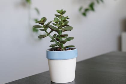 Si se la coloca a 90 centímetros de una ventana la planta recibirá toda la luminosidad que requiere para desarrollarse. (Canva)