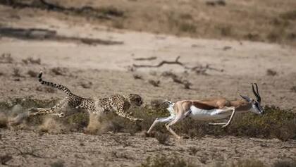 Si se movía, el antílope tenía poco chance de salvarse de las garras del guepardo