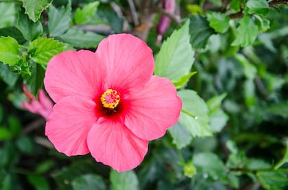 Si se planta en un lugar soleado y resguardado del jardín, el Hibiscus rosa sinensis florecerá durante la mayor parte del año