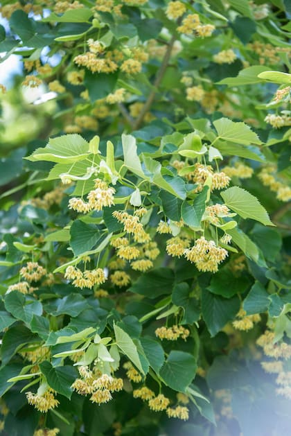 Si se secan correctamente, las flores se pueden guardar durante varios meses sin perder sus propiedades