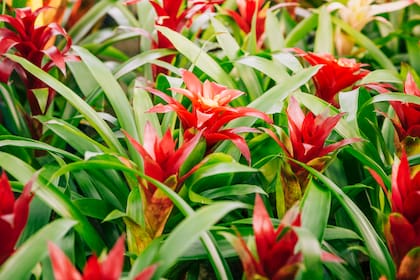 Si se tiene bromelias en casa, es momento de reconsiderar su presencia