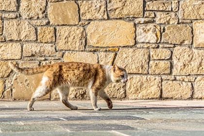 Si se van del hogar, los gatos normalmente están a menos 100 metros de la casa donde viven