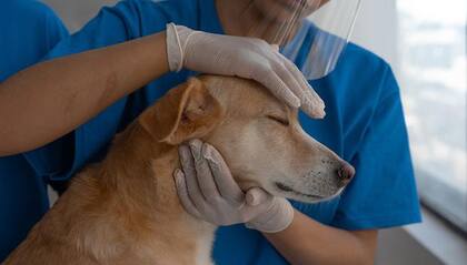 Si sospechas que tu perro tiene influenza canina, lo mejor es llevarlo a un especialista y no medicarlo por tu cuenta
