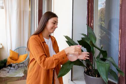 Si tenés plantas de interior que en verano disfrutan del aire libre, no las metas de golpe adentro cuando empiece el frío