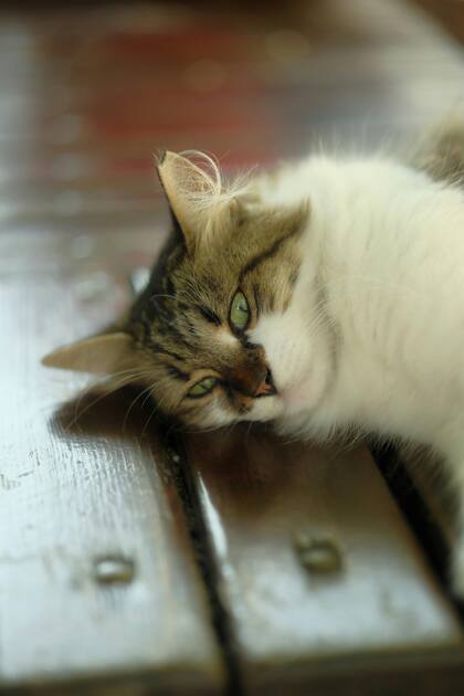 Si ten´pes gatos en tu casa, mantené el ambiente ventilado, puede ser con ventilador o aire acondicionado