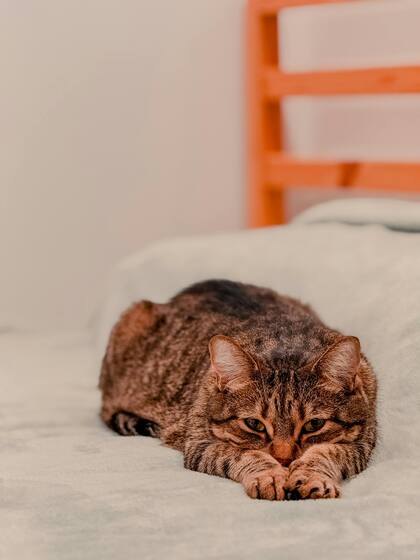 Si tu gato deja de saltar a lugares donde habitualmente lo hacía, es un indicio de que algo está pasando en su organismo