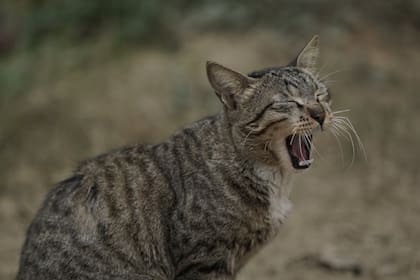 Si tu gato muerde a otro gato, es importante tomar medidas rápidas y adecuadas para asegurar la salud y bienestar de ambos animales (Foto Pexels)
