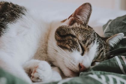 Si tu gato tiene problemas de sueño, puede ser que esté enfermo