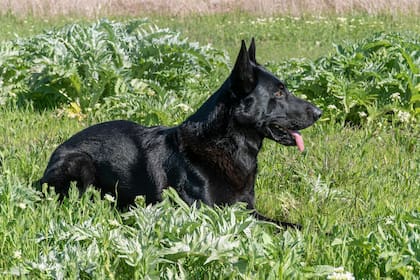 Si tu perro lo hace todos los días o muestra otros síntomas, conviene consultar al veterinario para descartar un problema mayor
