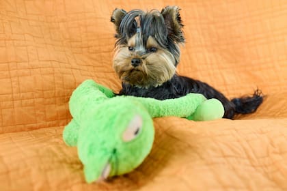 Si tu perro sobreproteje su juguete o lo rompe cuando hay personas cerca, deberías consultar con un veterinario
