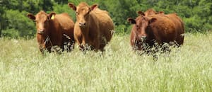 Cómo perciben las vacas su entorno y qué pasa con sus sentidos