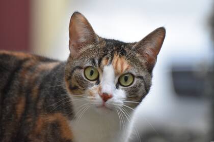 Si un gato consume un alimento que no debe, hay que contactarse inmediatamente con el veterinario