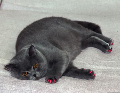 Si un gato decide no moverse mucho para jugar puede ser señal de obesidad