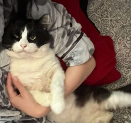 Si un gato muestra varios de estos signos, lo primero es observar sin invadir. Forzar el contacto o intentar animarlo con exceso puede empeorar la situación