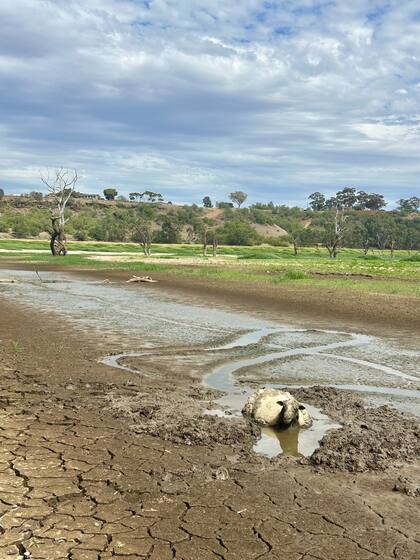 Si un lugareño no hubiera visto a la oveja, el lodo se la habría tragado en cuestión de horas.