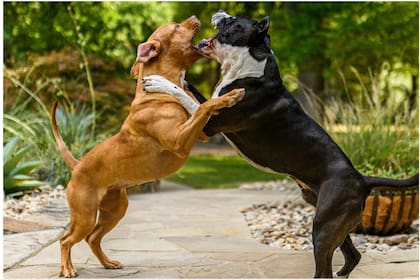 Si un perro muestra intenciones de atacar al tuyo, evitá gritar, hacer movimientos bruscos o tensar la correa (Foto Pexels)