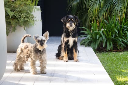 Si un perro sigue obsesivamente a su dueño puede ser un síntoma de ansiedad