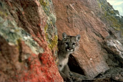 Si una persona se encuentra con un puma, el primer consejo es mantenerse alejado, según el FWS