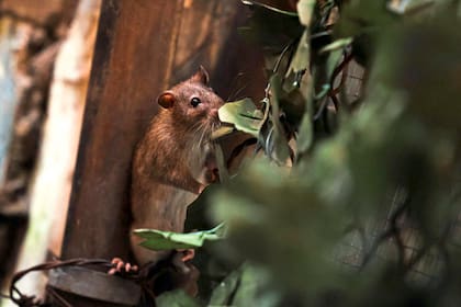 Si una rata mordió un cultivo es necesario desecharlo (Photo by CHARLY TRIBALLEAU / AFP)