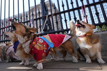 Si vivís con un perro en casa te habrás sorprendido de que, al hablarle, en ocasiones utiliza un lenguaje infantil (Foto AP/Alastair Grant)