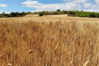 Siembra de trigo 2025/26 finaliza en la Argentina: Bolsa de Cereales de Buenos Aires