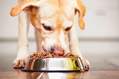 Siempre es fundamental consultar con el veterinario antes de sumar nuestros ingredientes a la dieta de los perros 