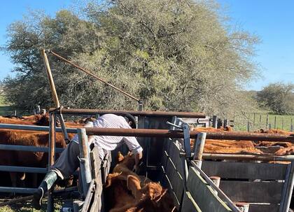 “Siempre fue un dólar y los laboratorios decían que los costos argentinos encarecían el producto pero hoy no hay inflación", dijo Fernando Ferrari, coordinador de Carnes de la Confederación de Asociaciones Rurales de Buenos Aires y La Pampa (Carbap)