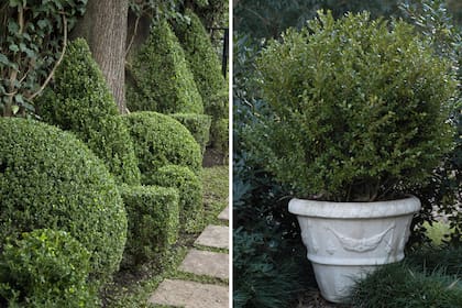 Siempre ornamental, el buxus variará radicalmente su aspecto según el tipo de poda que reciba.