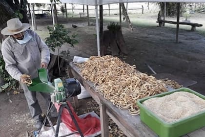 Siempre que las lluvias acompañen entre los meses de noviembre a febrero hacen su propia molienda de harina