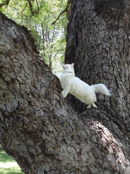 "Siempre que salimos va a oler las mismas cosas. En su cerebro ya tiene trazado el mapa de dónde están".