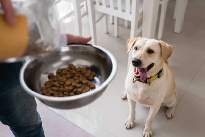 Siempre se debe consultar con un veterinario en el caso de que queden dudas sobre un alimento en particular