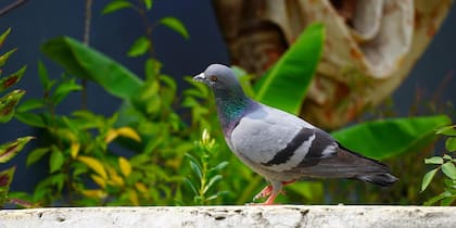 Siempre se puede acudir a la vacuna para que, en vez de que las aves tengan que batallar contra la enfermedad, simplemente puedan prevenirla