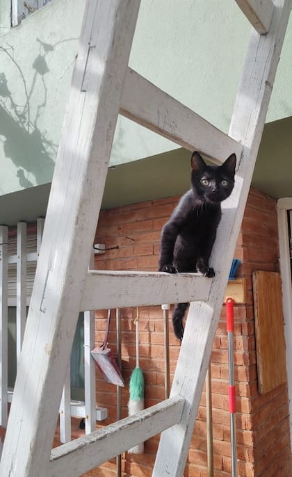 Siempre supervisada, Vida explora el exterior de la casa.