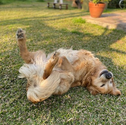 Sierra reveló que su perro tenía cáncer y contó que junto a su familia "decidimos darle un descanso, merecido, para que deje de sufrir" (Foto: Instagram @cachetesierra)
