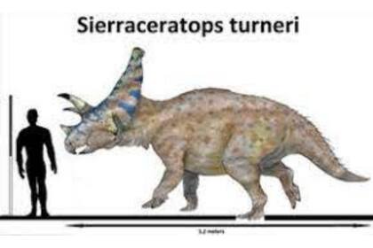Sierraceratops tenía un cráneo grande, de unos 5 pies de largo, y su longitud total era de unos 5 metros