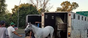 Chocaron tres vehículos en la General Paz: uno de ellos transportaba siete caballos