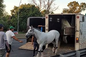 Chocaron tres vehículos en la General Paz: uno de ellos transportaba siete caballos