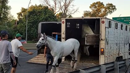 Siete caballos fueron rescatados tras el siniestro