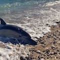 El estrés ante un temido depredador detrás de una “invasión” de delfines en el Golfo San Matías
