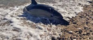El estrés ante un temido depredador detrás de una “invasión” de delfines en el Golfo San Matías
