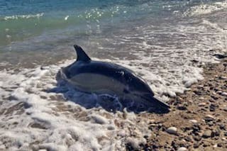 El estrés ante un temido depredador detrás de una “invasión” de delfines en el Golfo San Matías