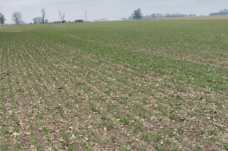 Nuevas medidas para el sector agropecuario