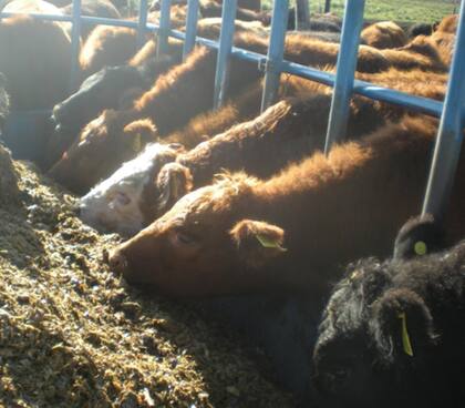Silo de autoconsumo con reja para la hacienda