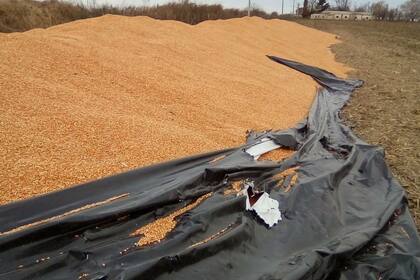 Plásticos tajeados y granos derramados, la escena que los productores temen encontrar