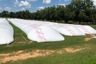 Un banco otorgó un crédito por US$600.000 con garantía de granos en silobolsas