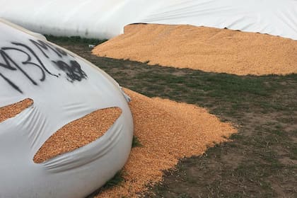 Uno de los silobolsas rotos en Vedia donde Cargill tiene almacenaje de granos