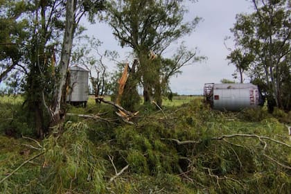 Silos y árboles caídos por el temporal en la zona de Bolívar